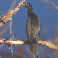 Phalacrocorax sulcirostris (Little Black Cormorant) at Mount Ainslie to Black Mountain - 30 Jul 2016 by KMcCue
