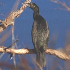 Phalacrocorax sulcirostris (Little Black Cormorant) at Acton, ACT - 29 Jul 2016 by KMcCue