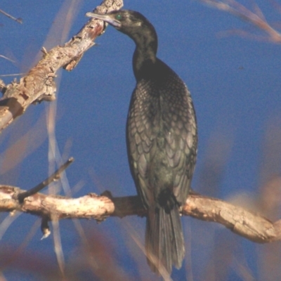 Phalacrocorax sulcirostris (Little Black Cormorant) at Mount Ainslie to Black Mountain - 29 Jul 2016 by KMcCue