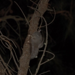 Petaurus notatus (Krefft’s Glider, Sugar Glider) at Mount Majura - 8 Oct 2015 by KMcCue