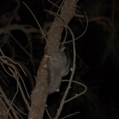 Petaurus notatus (Krefft’s Glider, Sugar Glider) at Hackett, ACT - 8 Oct 2015 by KMcCue