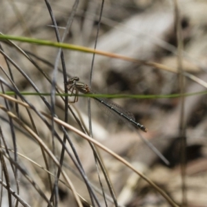 Xanthagrion erythroneurum at Michelago, NSW - 13 Nov 2017 12:10 PM