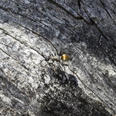 Polyrhachis ammon (Golden-spined Ant, Golden Ant) at Michelago, NSW - 13 Nov 2017 by Illilanga