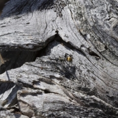 Polyrhachis ammon at Michelago, NSW - 13 Nov 2017