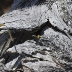 Polyrhachis ammon at Michelago, NSW - 13 Nov 2017