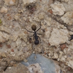 Camponotus suffusus (Golden-tailed sugar ant) at Michelago, NSW - 28 Nov 2011 by Illilanga