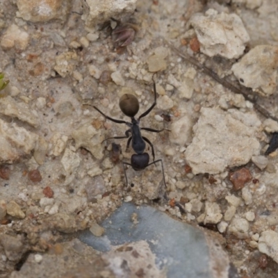 Camponotus suffusus (Golden-tailed sugar ant) at Michelago, NSW - 28 Nov 2011 by Illilanga