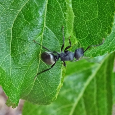 Polyrhachis phryne (A spiny ant) at Isaacs, ACT - 29 Oct 2017 by galah681