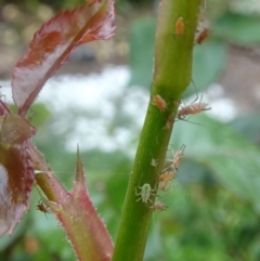 Macrosiphum rosae at Isaacs, ACT - 29 Oct 2017