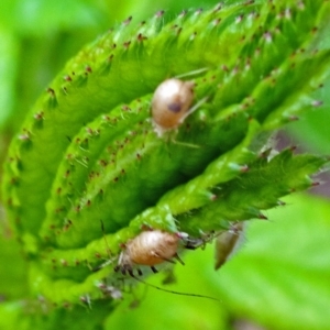 Macrosiphum rosae at Isaacs, ACT - 29 Oct 2017