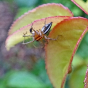 Oxyopes sp. (genus) at Isaacs, ACT - 29 Oct 2017