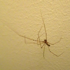 Pholcus phalangioides (Daddy-long-legs spider) at Isaacs, ACT - 28 Oct 2017 by galah681