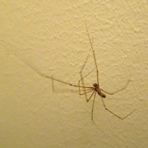 Pholcus phalangioides at Isaacs, ACT - 29 Oct 2017