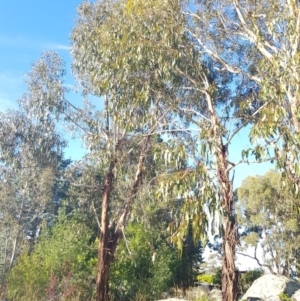 Eucalyptus globulus subsp. bicostata at Griffith Woodland - 17 Jan 2018 06:50 PM