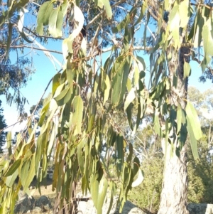 Eucalyptus globulus subsp. bicostata at Griffith Woodland - 17 Jan 2018 06:50 PM