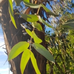 Eucalyptus globulus subsp. bicostata at Griffith Woodland - 17 Jan 2018 06:50 PM