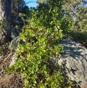 Viburnum tinus at Griffith, ACT - 17 Jan 2018 06:54 PM