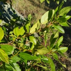 Viburnum tinus at Griffith, ACT - 17 Jan 2018 06:54 PM