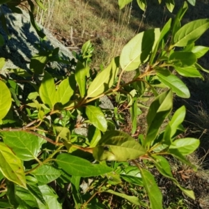 Viburnum tinus at Griffith, ACT - 17 Jan 2018 06:54 PM