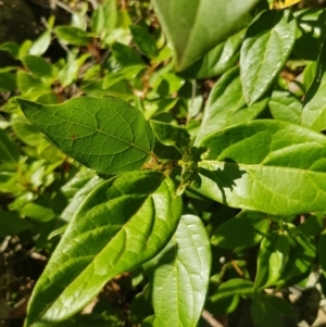 Viburnum tinus at Griffith, ACT - 17 Jan 2018 06:54 PM