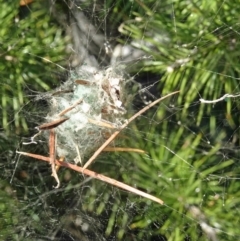 Unidentified Spider (Araneae) at National Arboretum Forests - 4 May 2017 by galah681