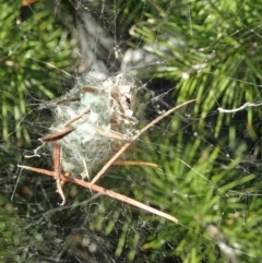 Unidentified Spider (Araneae) at Yarralumla, ACT - 4 May 2017 by galah681