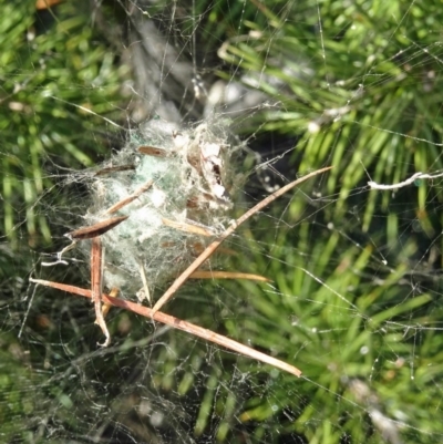 Unidentified Spider (Araneae) at National Arboretum Forests - 4 May 2017 by galah681