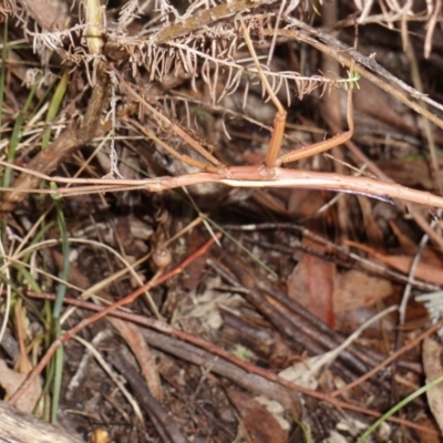 Didymuria violescens (Spur-legged stick insect) at Cotter River, ACT - 6 Apr 2015 by KMcCue