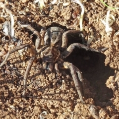 Tasmanicosa sp. (genus) (Tasmanicosa wolf spider) at Molonglo Valley, ACT - 27 Apr 2017 by galah681