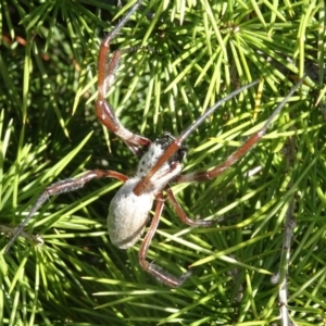 Trichonephila edulis at Molonglo Valley, ACT - 4 May 2017