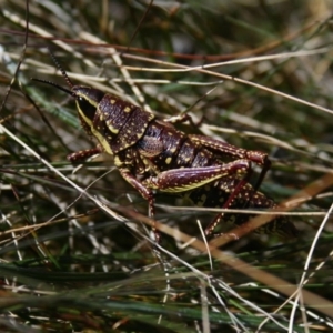 Monistria concinna at Cotter River, ACT - 27 Sep 2014 11:06 AM