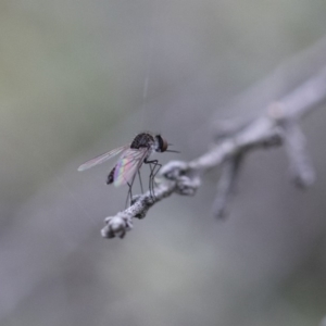 Geron sp. (genus) at Michelago, NSW - 26 Dec 2017