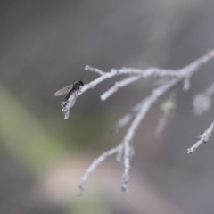 Geron sp. (genus) at Michelago, NSW - 26 Dec 2017