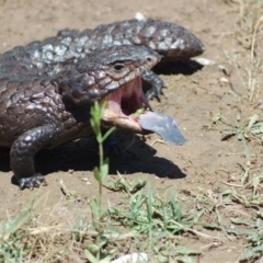 Tiliqua rugosa (Shingleback Lizard) at Gungahlin, ACT - 6 Dec 2013 by KMcCue