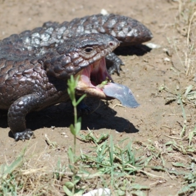 Tiliqua rugosa (Shingleback Lizard) at Gungahlin, ACT - 6 Dec 2013 by KMcCue