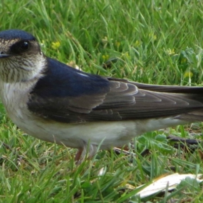 Petrochelidon nigricans (Tree Martin) at Rendezvous Creek, ACT - 23 Nov 2013 by KMcCue