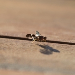 Acanthonevroides jarvisi (A fruit fly) at Illilanga & Baroona - 17 Jan 2018 by Illilanga