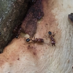 Podomyrma gratiosa (Muscleman tree ant) at Michelago, NSW - 17 Jan 2018 by Illilanga