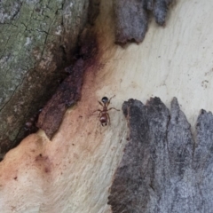 Podomyrma gratiosa at Michelago, NSW - 17 Jan 2018 07:53 PM