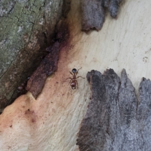 Podomyrma gratiosa at Michelago, NSW - 17 Jan 2018 07:53 PM