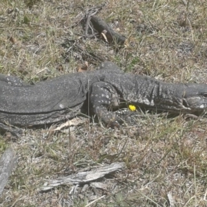 Varanus rosenbergi at Booth, ACT - suppressed