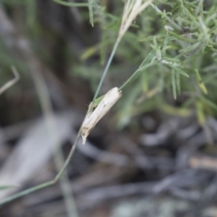 Faveria tritalis (Couchgrass Webworm) at Illilanga & Baroona - 3 Jan 2018 by Illilanga