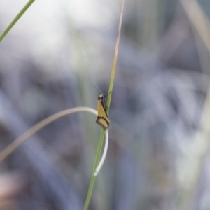 Philobota ancylotoxa at Michelago, NSW - 7 Nov 2017