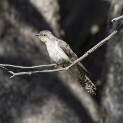 Cacomantis pallidus (Pallid Cuckoo) at Booth, ACT - 17 Jan 2018 by AlisonMilton