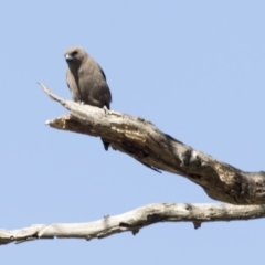 Artamus cyanopterus (Dusky Woodswallow) at Booth, ACT - 17 Jan 2018 by AlisonMilton