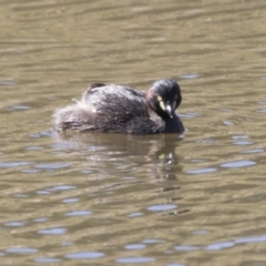 Tachybaptus novaehollandiae (Australasian Grebe) at Booth, ACT - 17 Jan 2018 by AlisonMilton