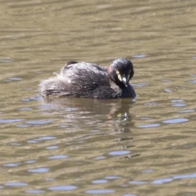 Tachybaptus novaehollandiae (Australasian Grebe) at Namadgi National Park - 16 Jan 2018 by Alison Milton