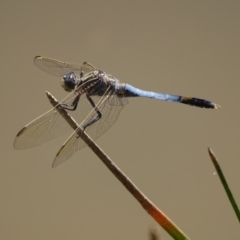 Orthetrum caledonicum (Blue Skimmer) at Jerrabomberra, ACT - 17 Jan 2018 by Mike