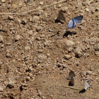 Zizina otis (Common Grass-Blue) at Isaacs Ridge - 17 Jan 2018 by Mike