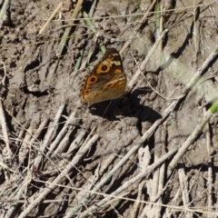 Junonia villida (Meadow Argus) at Isaacs Ridge - 17 Jan 2018 by Mike